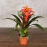 Гузмания оранжевая 50/12 фото 2 &mdash; Luxury Plants