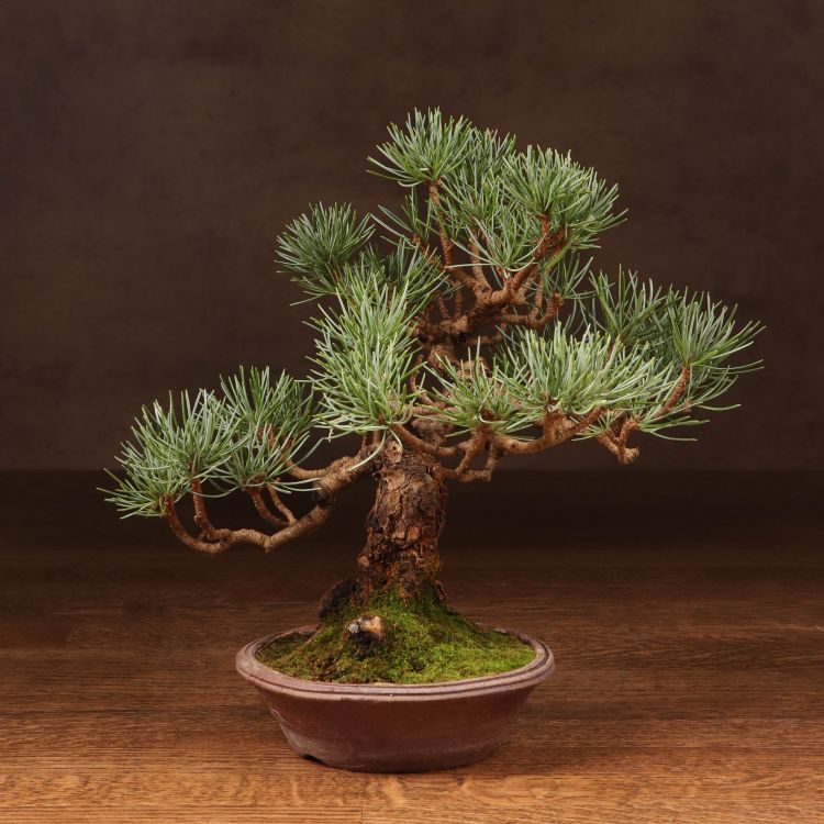 Бонсай Сосна Матсу 20см фото 1 &mdash; Luxury Plants