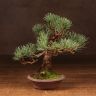 Бонсай Сосна Матсу 20см фото 1 &mdash; Luxury Plants