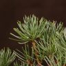 Бонсай Сосна Матсу 20см фото 2 &mdash; Luxury Plants