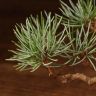 Бонсай Сосна Матсу 20см фото 4 &mdash; Luxury Plants
