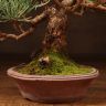 Бонсай Сосна Матсу 20см фото 5 &mdash; Luxury Plants