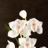 Орхидея Цимбидиум белая D14 фото 3 &mdash; Luxury Plants