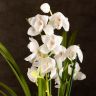 Орхидея Цимбидиум белая D14 фото 1 &mdash; Luxury Plants