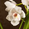 Орхидея Цимбидиум белая D14 фото 4 &mdash; Luxury Plants