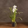 Орхидея Цимбидиум белая D14 фото 2 &mdash; Luxury Plants