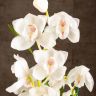 Орхидея Цимбидиум белая D14 фото 5 &mdash; Luxury Plants