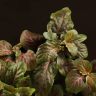 Фиттония Суперб Ред Вейн д9 фото 4 &mdash; Luxury Plants