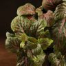 Фиттония Суперб Ред Вейн д9 фото 2 &mdash; Luxury Plants
