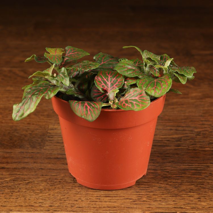 Фиттония Суперб Ред Вейн д9 фото 1 &mdash; Luxury Plants
