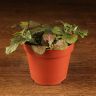 Фиттония Суперб Ред Вейн д9 фото 1 &mdash; Luxury Plants
