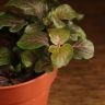 Фиттония Суперб Ред Вейн д9 фото 3 &mdash; Luxury Plants