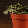 Фиттония Суперб Ред Вейн д9 фото 5 &mdash; Luxury Plants