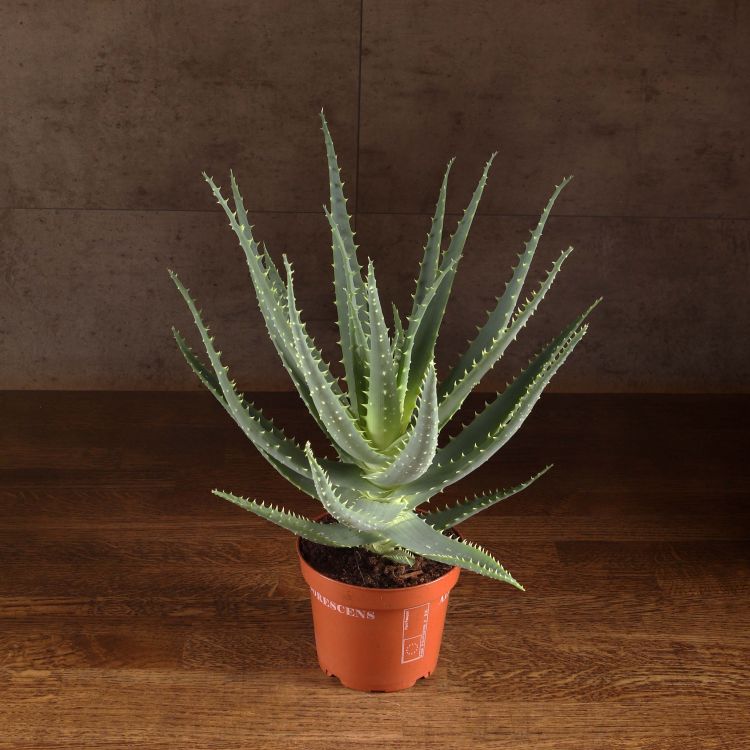 Алоэ древовидное 35/12 фото 1 &mdash; Luxury Plants