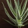Алоэ древовидное 35/12 фото 3 &mdash; Luxury Plants