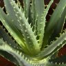 Алоэ древовидное 35/12 фото 5 &mdash; Luxury Plants