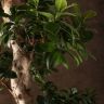 Бонсай Фикус Микрокарпа Гинсенг «Шея дракона» в белой керамике 140 см фото 5 &mdash; Luxury Plants
