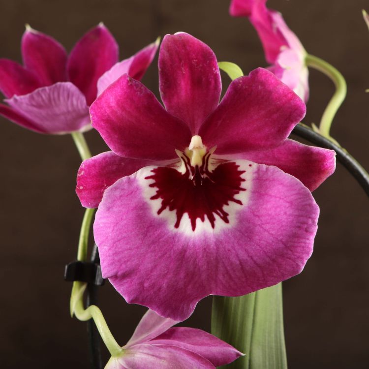 Орхидея Мильтония Гибрид №1 фиолетовая д9 фото 1 &mdash; Luxury Plants