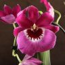 Орхидея Мильтония Гибрид №1 фиолетовая д9 фото 1 &mdash; Luxury Plants