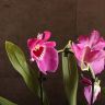 Орхидея Мильтония Гибрид №1 фиолетовая д9 фото 4 &mdash; Luxury Plants