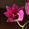 Орхидея Мильтония Гибрид №1 фиолетовая д9 фото 5 &mdash; Luxury Plants