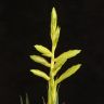 Тилландсия Орстедиана 50/12 фото 2 &mdash; Luxury Plants
