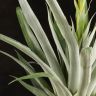 Тилландсия Орстедиана 50/12 фото 3 &mdash; Luxury Plants