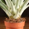 Тилландсия Орстедиана 50/12 фото 4 &mdash; Luxury Plants
