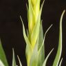 Тилландсия Орстедиана 50/12 фото 5 &mdash; Luxury Plants