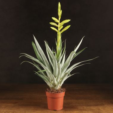 Тилландсия Орстедиана 50/12 &mdash; Luxury Plants