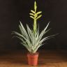 Тилландсия Орстедиана 50/12 фото 1 &mdash; Luxury Plants