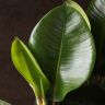 Фикус Эластика Робуста 90/27 фото 4 &mdash; Luxury Plants