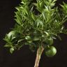 Мандариновое дерево 45/15 фото 2 &mdash; Luxury Plants