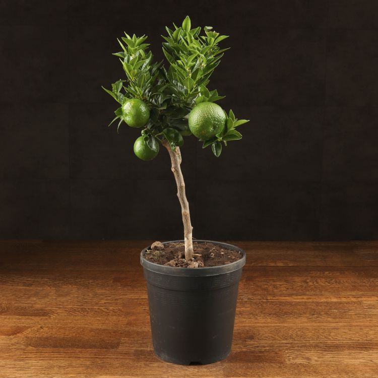 Мандариновое дерево 45/15 фото 1 &mdash; Luxury Plants