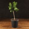 Мандариновое дерево 45/15 фото 1 &mdash; Luxury Plants