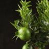 Мандариновое дерево 45/15 фото 4 &mdash; Luxury Plants