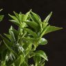 Мандариновое дерево 45/15 фото 5 &mdash; Luxury Plants