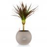 Драцена Маргината Маджента в кашпо Lechuza Puro 20 фото 2 &mdash; Luxury Plants