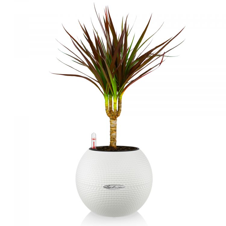 Драцена Маргината Маджента в кашпо Lechuza Puro 20 фото 1 &mdash; Luxury Plants
