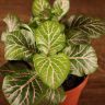 Фиттония Суперб Пинк Виен д9 фото 3 &mdash; Luxury Plants
