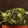 Фиттония Суперб Пинк Виен д9 фото 4 &mdash; Luxury Plants