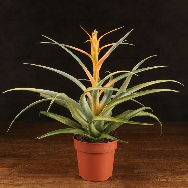 Тилландсия Пинч 35/12 фото 1 &mdash; Luxury Plants