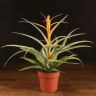 Тилландсия Пинч 35/12 фото 1 &mdash; Luxury Plants