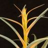 Тилландсия Пинч 35/12 фото 2 &mdash; Luxury Plants