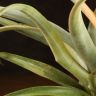 Тилландсия Пинч 35/12 фото 5 &mdash; Luxury Plants