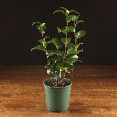 Камелия Японика 30/12 &mdash; Luxury Plants