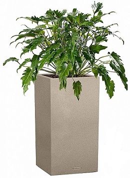 Филодендрон Ксанаду в кашпо Lechuza Canto Stone 30 Higt светло-бежевый фото 1 &mdash; Luxury Plants