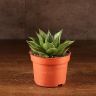 Гастерия Тига д10 фото 1 &mdash; Luxury Plants