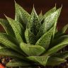 Гастерия Тига д10 фото 2 &mdash; Luxury Plants