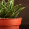 Гастерия Тига д10 фото 4 &mdash; Luxury Plants